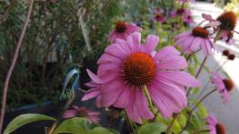 Эксперт назвала причины плохого урожая у садоводов Тюменской области Эксперт назвала причины плохого урожая у садоводов Тюменской области