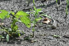 Растения из Перу, Эфиопии, Боливии адаптируют тюменские ученые к условиям Западной Сибири