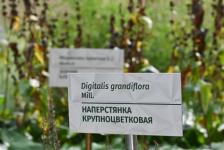 Растения из Перу, Эфиопии, Боливии адаптируют тюменские ученые к условиям Западной Сибири