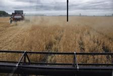 В Ишимском районе начали убирать горох