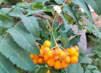 В Тюмени во второй раз за сезон расцвела рябина 