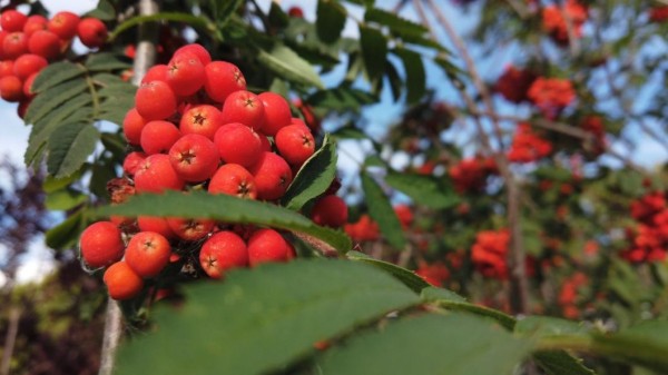 Эксперт назвала причины плохого урожая у садоводов Тюменской области Эксперт назвала причины плохого урожая у садоводов Тюменской области
