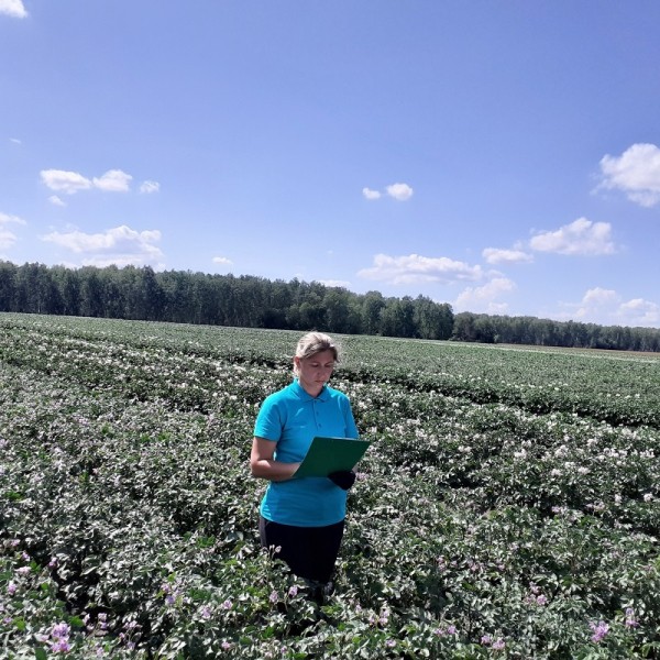 В Упоровском районе идет мониторинг сортового картофеля 