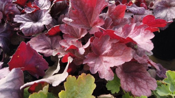 Эксперт назвала причины плохого урожая у садоводов Тюменской области Эксперт назвала причины плохого урожая у садоводов Тюменской области