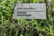 Растения из Перу, Эфиопии, Боливии адаптируют тюменские ученые к условиям Западной Сибири