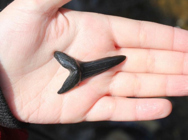 Тюменцы собирают зубы древних акул в турах с палеонтологами