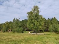 В природном парке "Морелеса" в Тюменской области появились общественные пространства