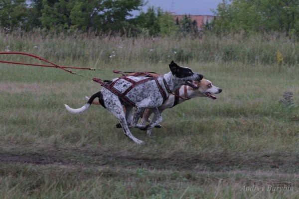 Гонки на собачьих упряжках пройдут в Упоровском районе