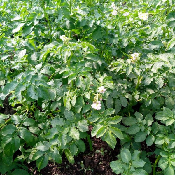 В пробах земли с полей пяти сел Ишимского района обнаружили вредителя картофеля В пробах земли с полей пяти сел Ишимского района обнаружили вредителя картофеля