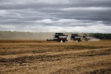 В Ишимском районе начали убирать горох