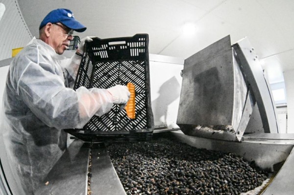 Шоковую заморозку использует для сохранения полезных свойств ягод производитель под Тюменью