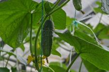 Растения из Перу, Эфиопии, Боливии адаптируют тюменские ученые к условиям Западной Сибири