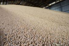 В Ишимском районе начали убирать горох