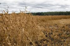 В Ишимском районе начали убирать горох