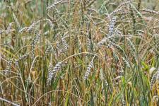 Растения из Перу, Эфиопии, Боливии адаптируют тюменские ученые к условиям Западной Сибири