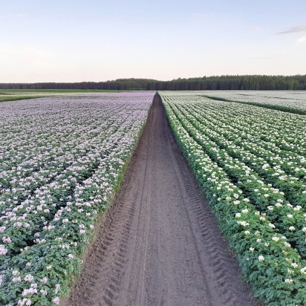 В Упоровском районе идет мониторинг сортового картофеля 