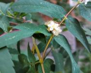 В Тюмени во второй раз за сезон расцвела рябина 