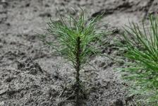 Растения из Перу, Эфиопии, Боливии адаптируют тюменские ученые к условиям Западной Сибири