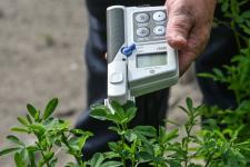 Растения из Перу, Эфиопии, Боливии адаптируют тюменские ученые к условиям Западной Сибири