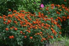 Растения из Перу, Эфиопии, Боливии адаптируют тюменские ученые к условиям Западной Сибири