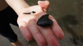 Тюменцы собирают зубы древних акул в турах с палеонтологами