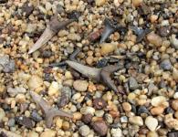 Тюменцы собирают зубы древних акул в турах с палеонтологами