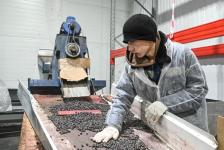 Шоковую заморозку использует для сохранения полезных свойств ягод производитель под Тюменью