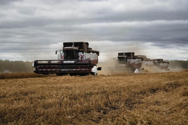 В Ишимском районе начали убирать горох