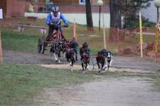 Гонки на собачьих упряжках пройдут в Упоровском районе
