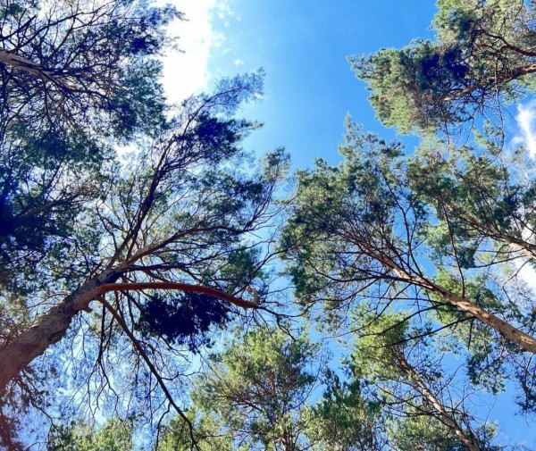 Александр Моор поздравил работников и ветеранов лесной отрасли с профессиональным праздником