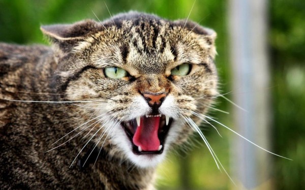 Вирус бешенства обнаружен при исследовании кошки в селе Заводоуковского округа