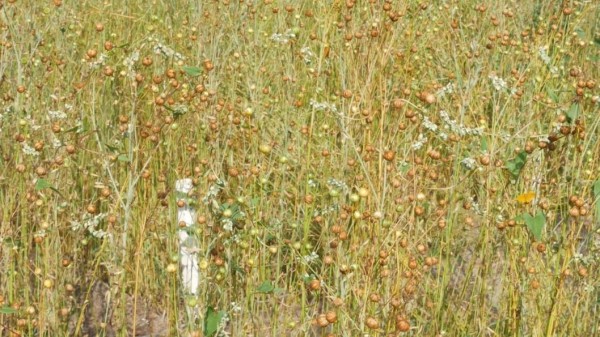 Тюменские биологи планируют вернуть лен культурный в поля региона