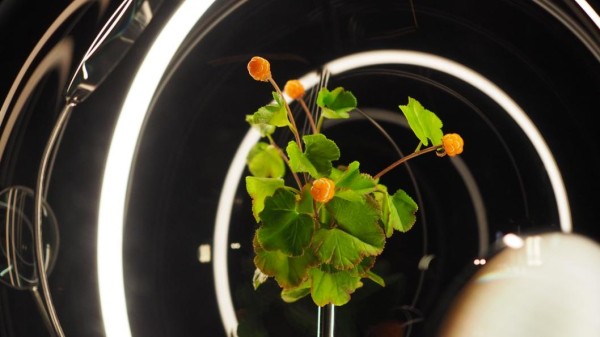 Ямал в стеклянных шарах представили на выставке в Тюмени Ямал в стеклянных шарах представили на выставке в Тюмени