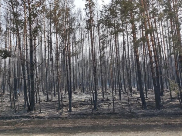 В Тюменской области потушили один лесной пожар за сутки