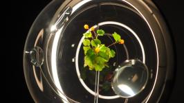 Ямал в стеклянных шарах представили на выставке в Тюмени Ямал в стеклянных шарах представили на выставке в Тюмени