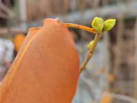 В Тюмени в ноябре на деревьях начали набухать почки