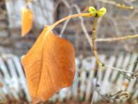 В Тюмени в ноябре на деревьях начали набухать почки