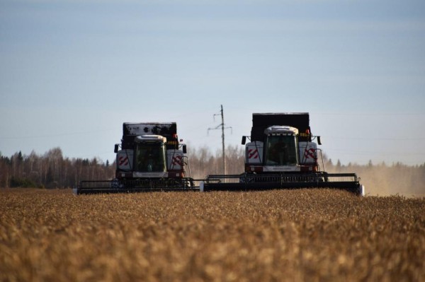 В Тюменской области собрали 1 млн 685 тыс. тонн зерновых и зернобобовых культур