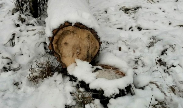 Браконьеры для лосиной ловушки срубили 5,5 кубов осин в Казанском районе