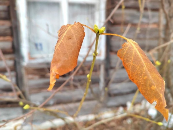 В Тюмени в ноябре на деревьях начали набухать почки