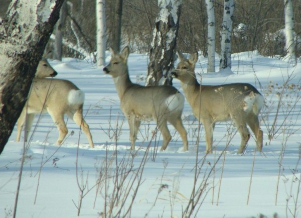 80 тысяч рублей выплатил тюменец за незаконную охоту на косуль
