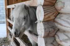 Более 300 юных тюменцев посетят новогодние утренники в конном клубе "Аллегро" до конца года