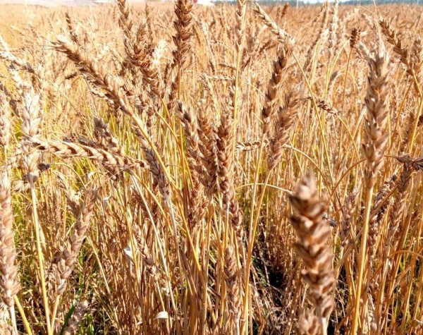 Сельхозпредприятие из Ишимского района подтвердило статус семеноводческого Сельхозпредприятие из Ишимского района подтвердило статус семеноводческого