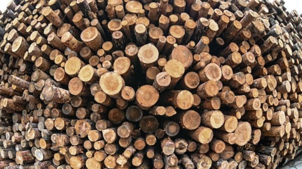 Более 10 тысяч кубов древесины с насекомыми вывезли из карантинных лесов Югры