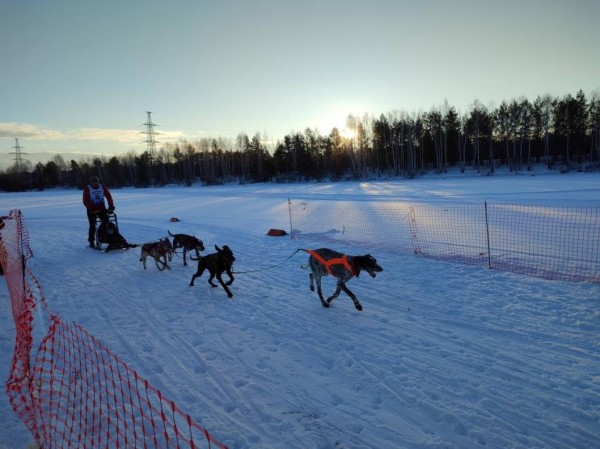Соревнования по ездовому спорту пройдут на пруду Лесном в Тюмени