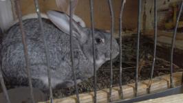 На "Веселой ферме" в Тюменской области развивают агротуризм