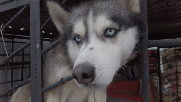 На "Веселой ферме" в Тюменской области развивают агротуризм