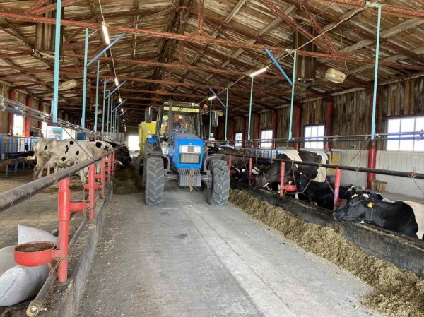 Более 2 тысяч дорперов закупили для развития овцеводства в Сладковском районе