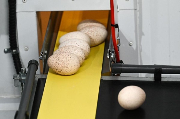 Цена куриных яиц в Тюменской области не будет превышать 100 рублей за десяток