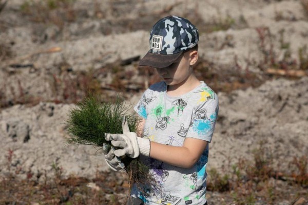 Лесной фонд Тюменской области пополнился пятью миллионами деревьев